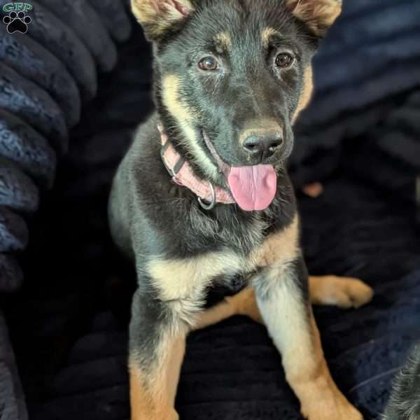 Anna, German Shepherd Puppy